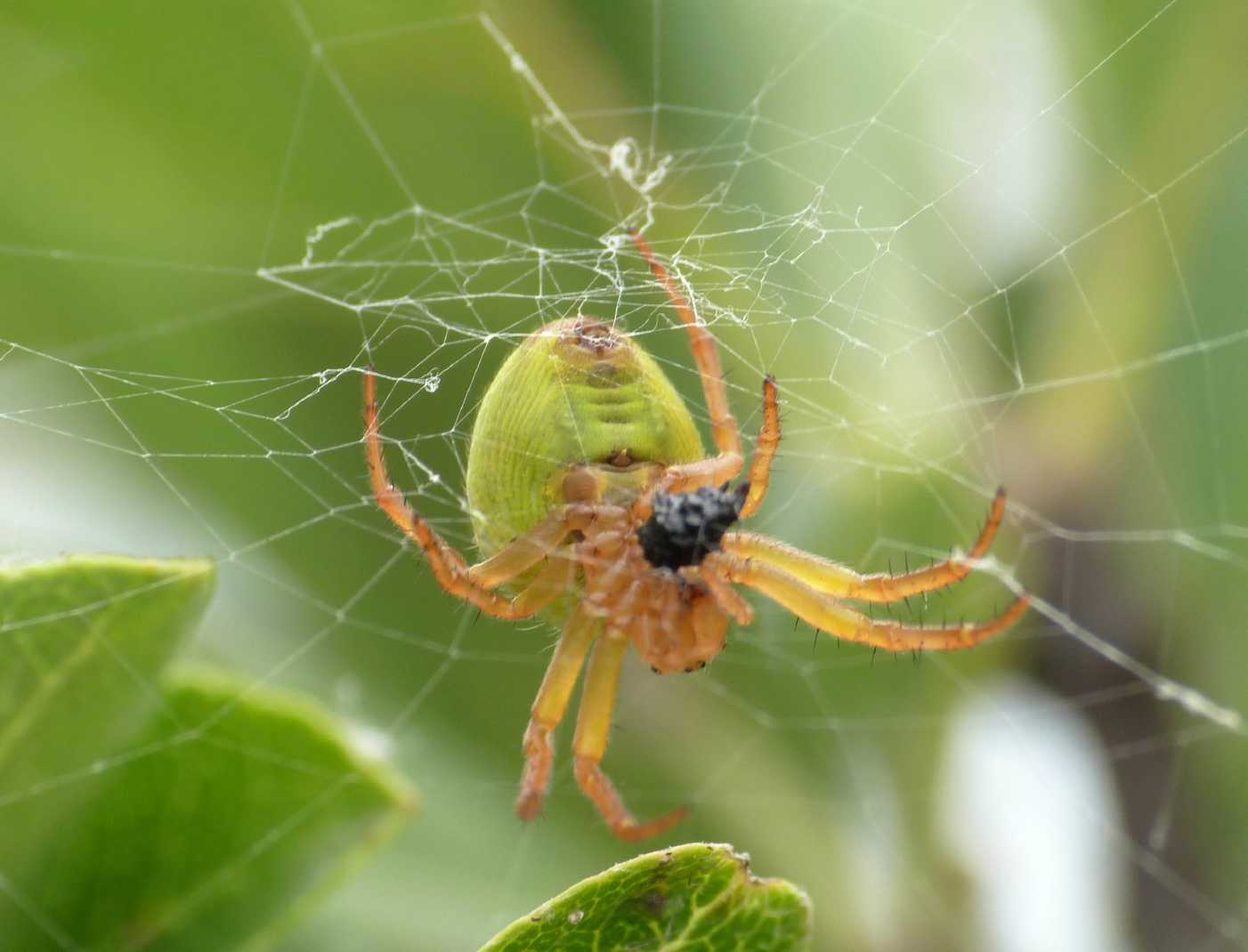 Araniella inconspicua con ovisacco